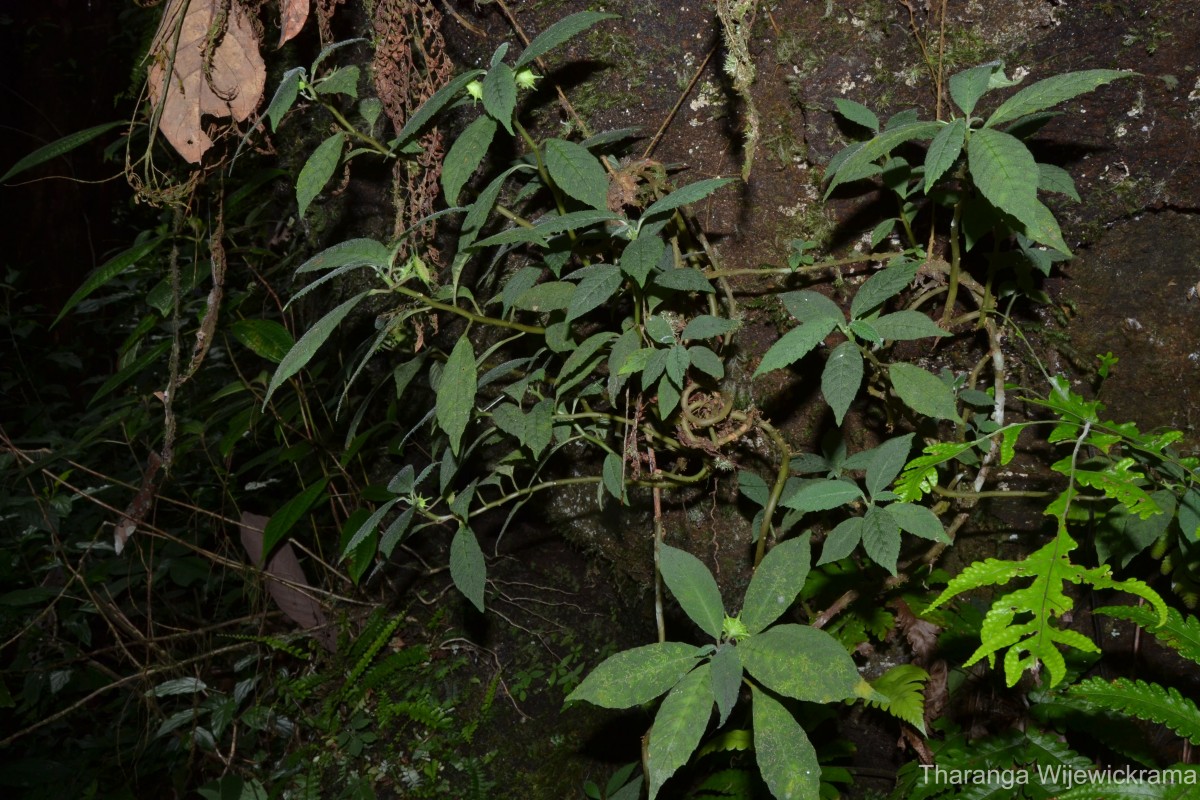 Dorstenia indica Wight